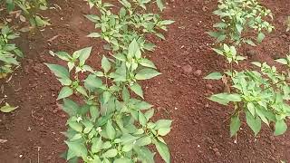 Mirch 2 | Chilli 🌶  farming #farming