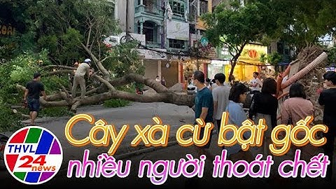 Cây xà cừ bật gốc, nhiều người thoát chết