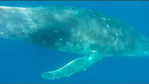 Humpback Whale fly by at Olowalu, Maui.