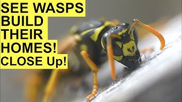 PAPER WASP BUILDS HER HOME WITH FORAGED WOOD FIBER! Polistes Dominula (European Paper Wasp) Close Up
