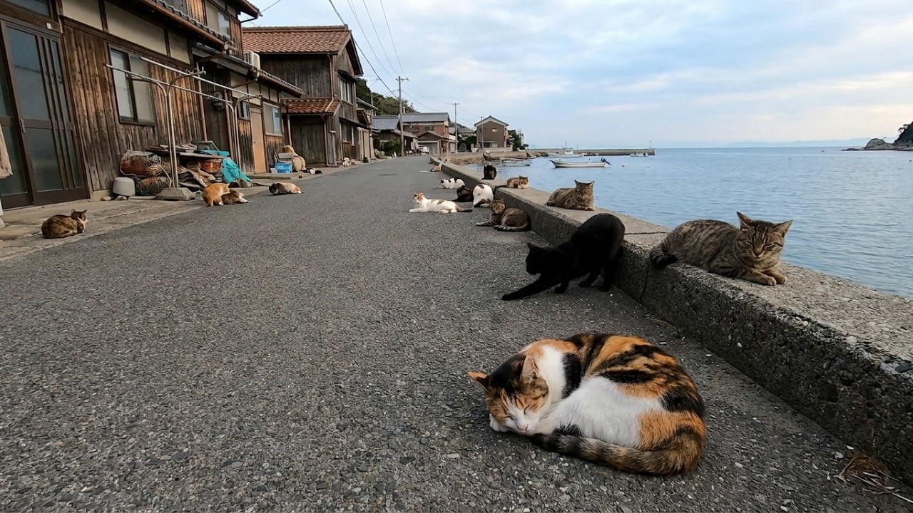 Cat Island's Streets Are Covered with Cats… It Felt Like Heaven