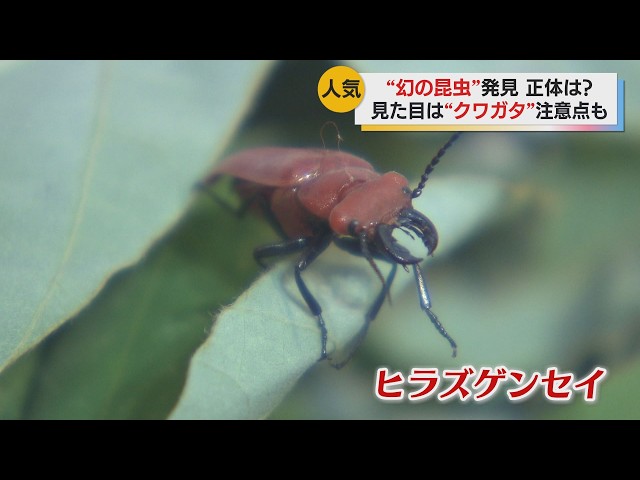 幻の昆虫】ヒラズゲンセイ発見 赤い体にクワガタのような鋭い口 鳥取 