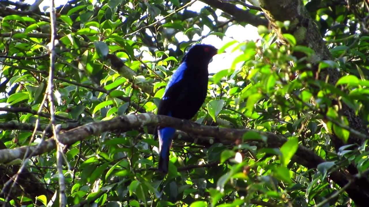 Asian Fairy-bluebird(M) n Straw-headed Bulbul of Bukit Brown Cemetery