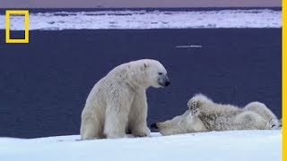 L'ours polaire suit une femelle à l'odeur pendant des semaines