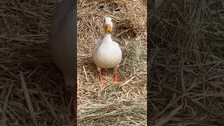 Schattige eendjes 🪿💕