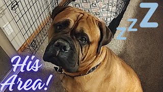 Where should your Bullmastiff sleep? by Bullmastiff ND 657 views 2 months ago 2 minutes, 14 seconds