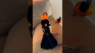 Beautiful Oriole Bird Couple Playing Together | Adorable Nature Moment