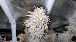 week 9 flower