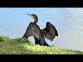 MORNING ROUTINE OF WHITE DUCKS | WHITE GEESE | IBISES