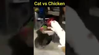 Cat vs Chicken #shorts
