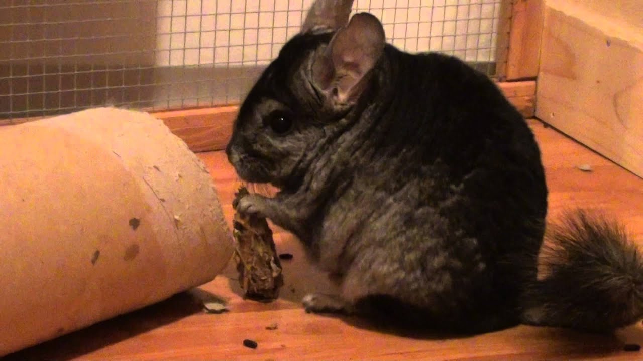 Zazu geniesst Steppistaberl Gojibeere