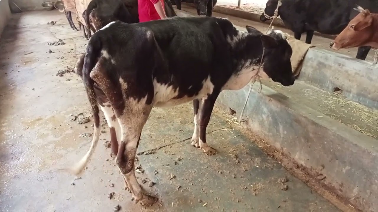 গরুর আমাশয় রোগের চিকিৎসা