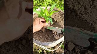 RT mini rotary tillage and ridging all-in one tree 🌲 short view#yourubeshortvid#farming101