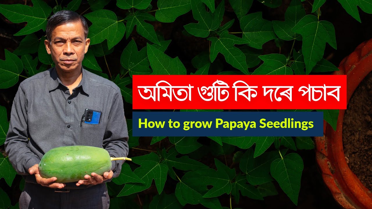 অমিতা গুটি কি দৰে পচাব | How to grow Papaya Seedlings | Part 2 of the Series
