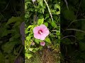 Rose of Sharon: Hibiscus syriacus