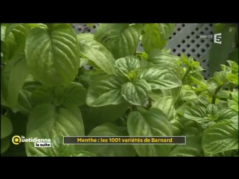 Menthe : les 1001 variétés de Bernard - La Quotidienne la suite