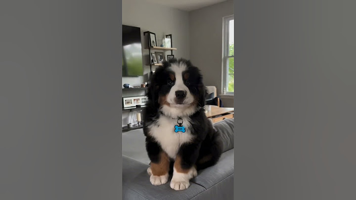 小伯在说什么呀 #伯恩山 #伯恩山犬