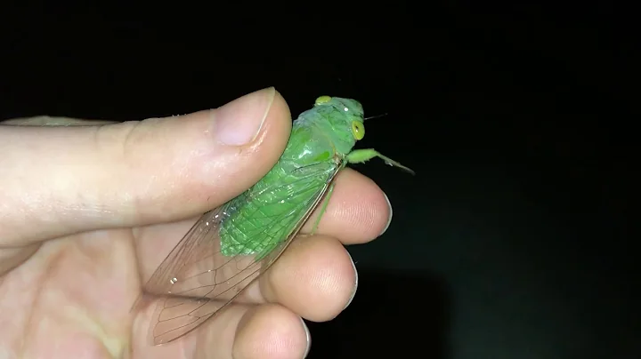 Green Cicada screams! :) - DayDayNews