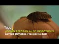 ¿Como afectan a los insectos el cambio climático y los pesticidas? - TvAgro por Juan Gonzalo Angel