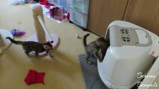 8 Week Old Bengal Kittens Playing by Bonnie & Isla Bengal Twins 255 views 10 months ago 58 seconds