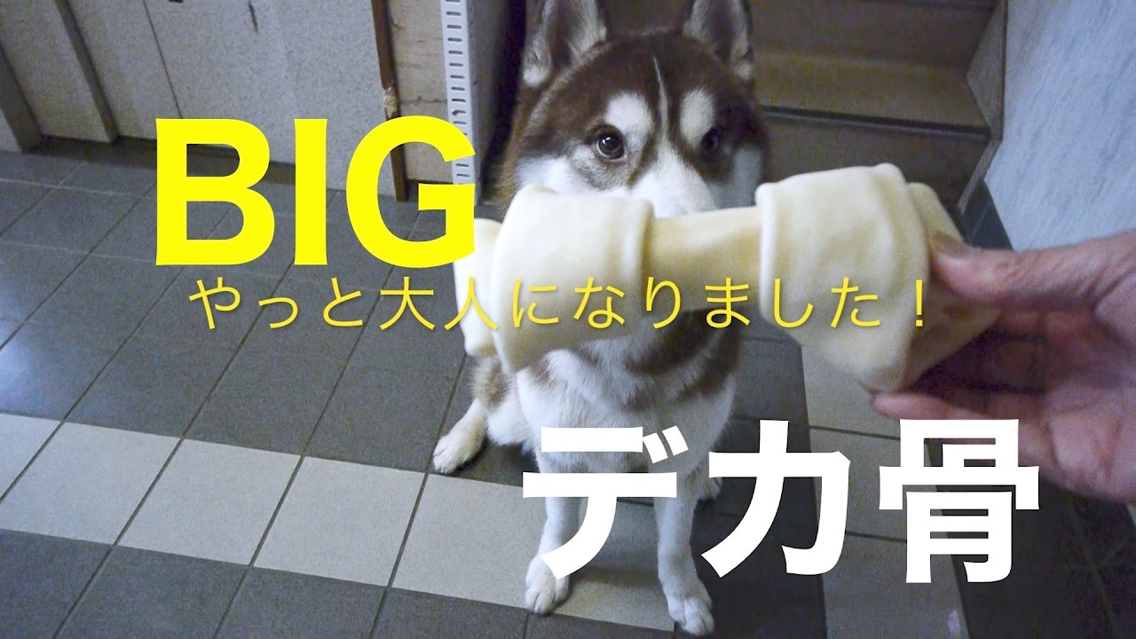 ハスキーノエル 大人になりました 大きな骨っこあげようね Youtube
