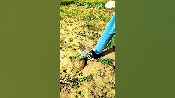 Venomous Snake Climbs Onto Shoe – Terrifying Moment! #shorts #snake #snacks #wildlife #viralshorts