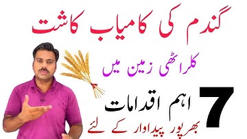 How to grow wheat crop in salts affected soil | Wheat cultivation in saline soil | Abid Ali Agrarian