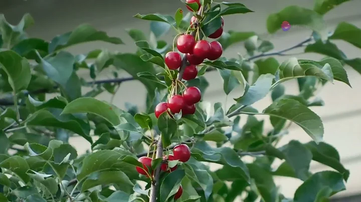 10 Underrated Shrubs Every Garden Should Have! 🌿🙌😁