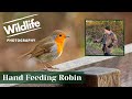 THE FRIENDLY ROBIN hand feeding - UK WILDLIFE and NATURE Photography