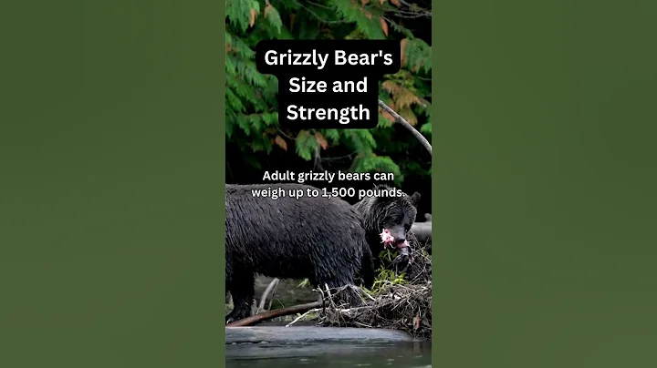 Grizzly Bear's Size and Strength #GrizzlyBears #BearChronicles #BearOdyssey
