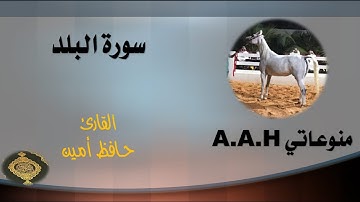 قراءة خاشعة وجميلة جدا  سورة البلد للقارئ الشاب حافظ امين