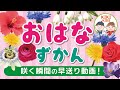 子供 キッズ向け おはなずかん お花が咲く瞬間の動画をあつめました 子供 キッズ向け おはなずかん お花が咲く瞬間の動画をあつめました