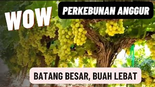 Perkebunan Anggur Luar Negeri