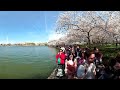 Cherry blossoms at peak bloom in washington dc  yi 360 57k vr