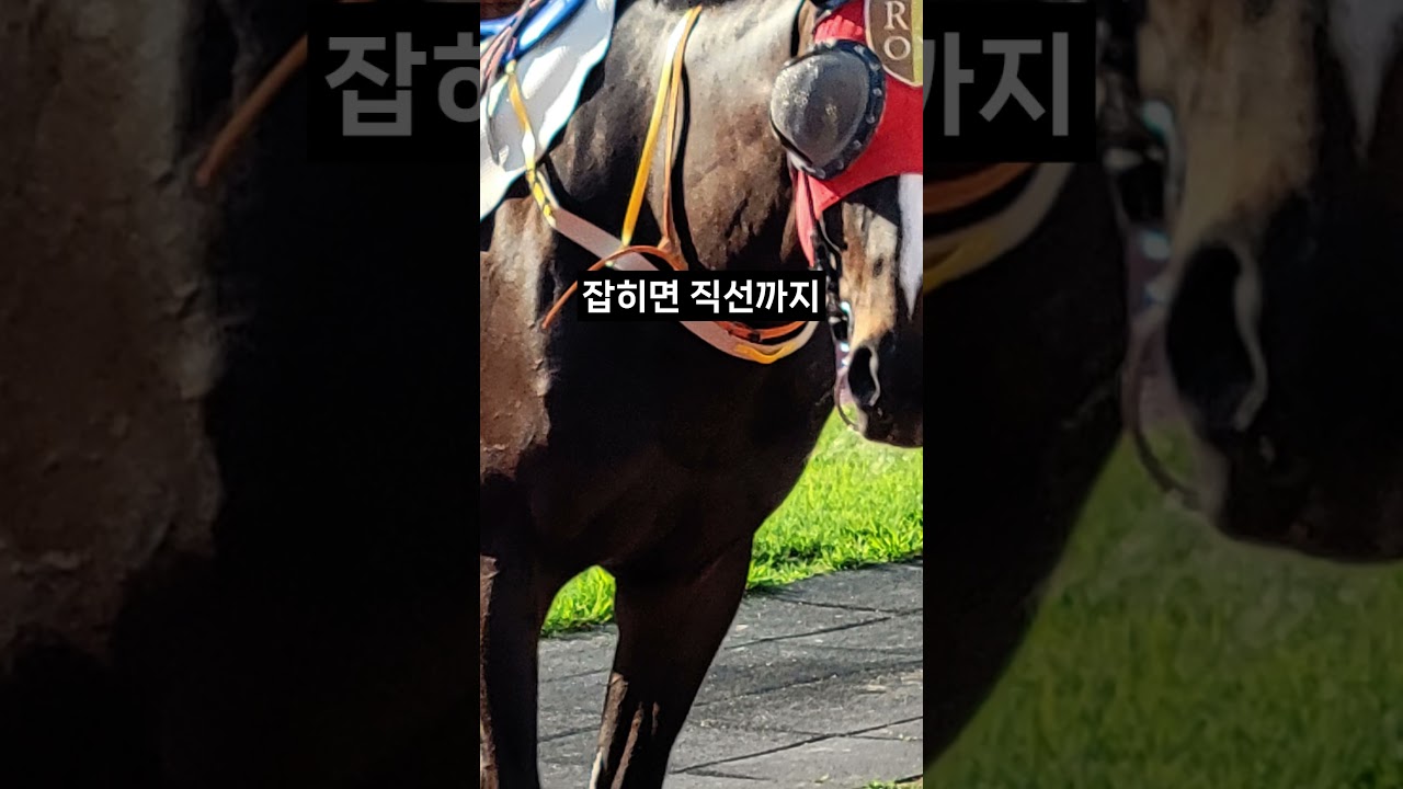 26.01.18 부산경마 06경주