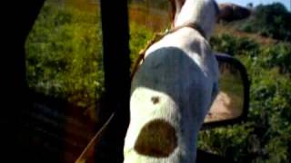 Dog Jumps out Truck Window