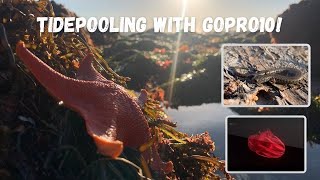 Tidepooling with a GoPro 10! Monterey Bay Aquarium and Salamanders