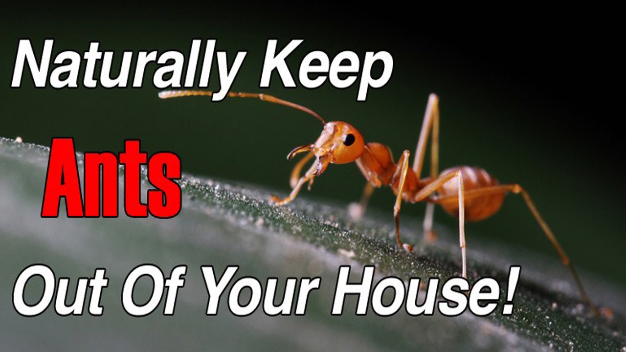 How to get rid of ants fast naturally | How to get rid of ants in the