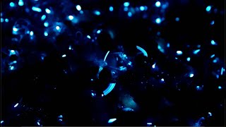 Firefly Squid: A Light in the Deep | Forces of Nature | BBC Earth Science