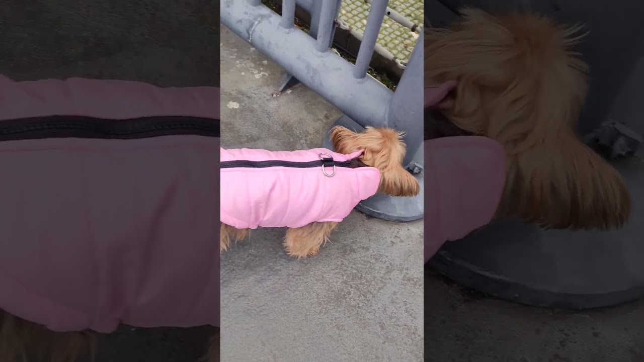 Yorkie Lucy Exploring 