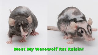 Rat Highlight  Meet my Werewolf Rat Raisin!