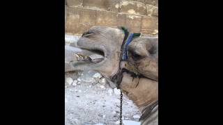 camel spit