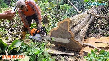 nailed..!! daily work cutting down teak trees belonging to farmers - STIHL MS 881