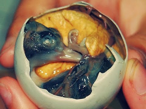 remedios naturales para la artritis ESTOS ALIMENTOS TE PUEDEN SALVAR LA VIDA