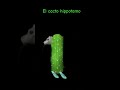 Cacto Hippotamo Cacto Hippotamo