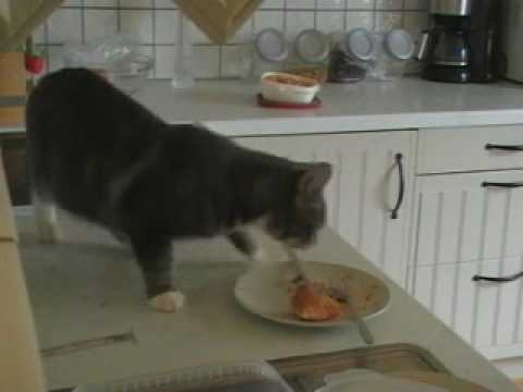 Kattfällan.wmv