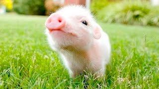 Cute Little Piglet - Compilation Video 1 by The Burgs 449 views 7 years ago 3 minutes, 42 seconds