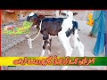 IMPORTED HOLSTEIN FRIESIAN COWS BABY FOR SALE IN PAKISTAN
