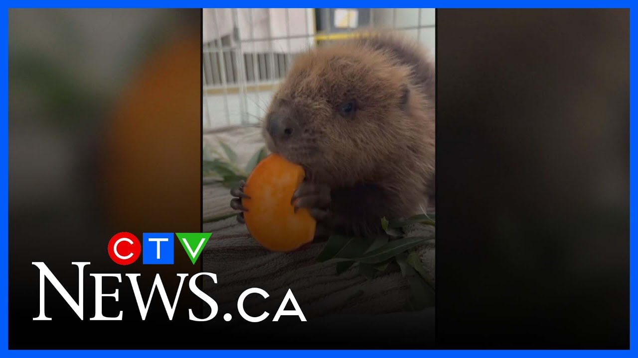 Baby B.C. beaver making swift recovery