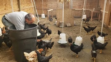 mus tso qaib tawm ua si